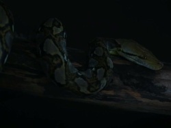 Reticulated python Stock Footage