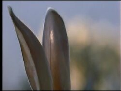Jackrabbit with big ears, Sonoran desert, USA Stock Footage