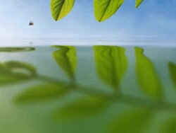 Butterfly Stock Footage