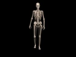 Human skeleton walking Stock Footage