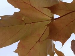 Maple leaf. Stock Footage