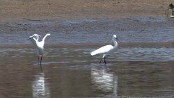 Little Egret Stock Footage