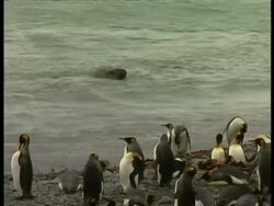 MS Elephant Seal, Mirounga leonina, swimming in water, King Penguin colony on land, Antarctica Stock Footage
