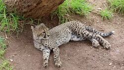 Lioness and cubs Stock Footage