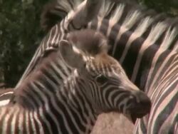 MS Plains Zebra mother and foal socialising / South Africa Stock Footage