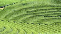 MS PR Tea Plantation in Moc Chau area , Vietnam Stock Footage