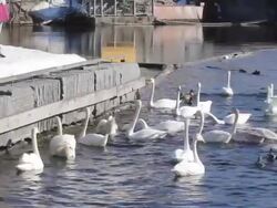 Swan and other bird's Stock Footage