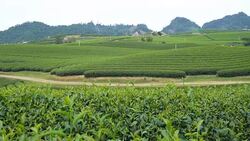 WS PR Tea Plantation in Moc Chau ,Vietnam Stock Footage