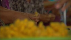 Women sort silk cocoons. Stock Footage