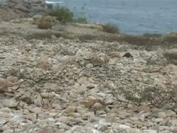 Bridled tern, Sterna anaethetus, egg camouflaged in nest, WA zoom in to CU, Oman Stock Footage