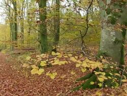 MS PAN Shot of cutted trees at autumnal woodland / Orscholz, Saarland, Germany Stock Footage