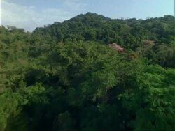 AERIAL over rainforest canopy towards Dipteryx Tree in bloom, Panama. Stock Footage