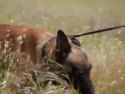 MS Soldier sleeping on grass AUDIO / Camp Pendleton, CA, United States Stock Footage