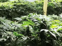 Marijuana, weed, buds, cannabis, plant, pot Stock Footage