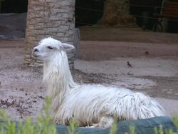 White Llama Stock Footage