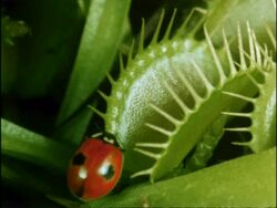 Ladybird captured by Venus Fly Trap, UK Stock Footage