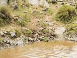 Crocodile hunting zebras Stock Footage