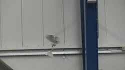 CLEAN : Dutch scientists flap to the future with i News Clip