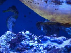 Coral colony Stock Footage