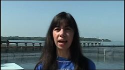 Study shows dolphins imitate one another while blindfolded News Clip