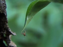 Red Ants nest D Stock Footage