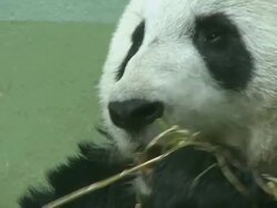 CU Tian Tian sitting in bed eating bamboo / Edinburgh, City of edinburgh, United Kingdom Stock Footage