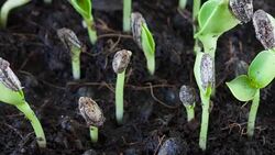 Sunflower seed plant germinating growing in soil Stock Footage