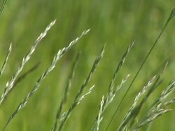 Green Grass blowing in the wind Stock Footage