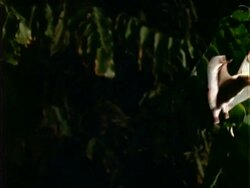 Artibeus Bat, MCU H/S bat flies through frame (NG); Panama; Stock Footage