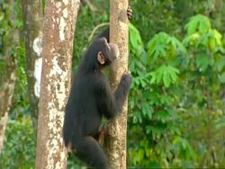 MS Young chimp climbing tree, 2nd young chimp swings down and chases him off Stock Footage