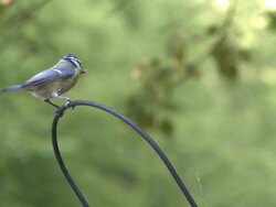 MS View of tit bird sitting on cable wire / Saarburg, Rhineland-Palatinate, Germany  Stock Footage
