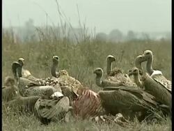 WA Pack of vultures feeding on bones of animal Stock Footage