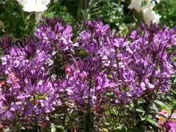 MS Field of flowers / Koblenz, Rhineland-Palatinate, Germany Stock Footage