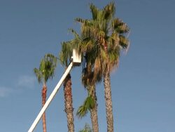 Palm Fronds Drop Stock Footage