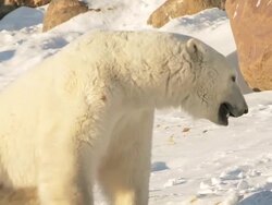 MS TS SLO MO Polar bear getting up and shaking off snow / Churchill, Manitoba, Canada Stock Footage