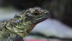 Reptil Instructional Video