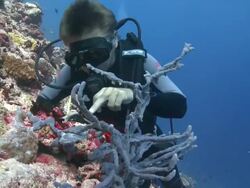 Diver pointing out juvenile Giant Frogfish (Antennarius commerson) camouflaged in Sponge, Baa Atoll, The Maldives Stock Footage