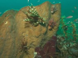 Glassfish, and lionfish on sponge, to. Indonesia  Stock Footage