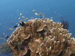 Fish over coral, Southern Visayas, Philippines Stock Footage