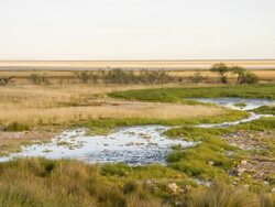 WS African Savannah Stock Footage