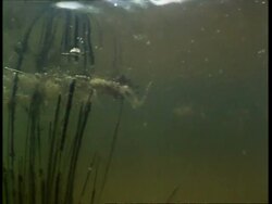 Small animal landing on surface, caught by Bluegill fish rising from below frame, underwater, low angle, USA Stock Footage