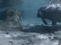 Manatee Stock Footage