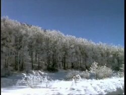 WA snowy scene, trees from moving car, blue sky, Abruzzi, Italy Stock Footage