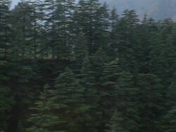 WS HA PAN Pine trees and Himalayan mountains / India Stock Footage