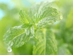 fresh mint Stock Footage