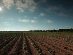 Potatoes field Stock Footage