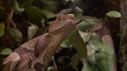 A snake chomps and swallows a mouse. Stock Footage