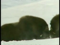 MS pair of male Musk Oxen, Ovibos moschatus, rutting, Arctic Circle Stock Footage