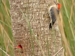 Woodpecker And Chick Stock Footage