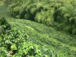 HD: Lush vegetation Stock Footage